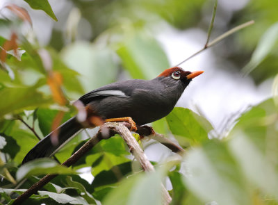 Chestnut-capped Laughingthrush