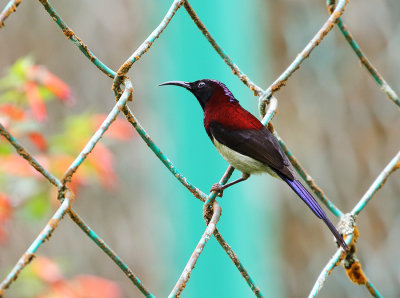 Black-throated Sunbird