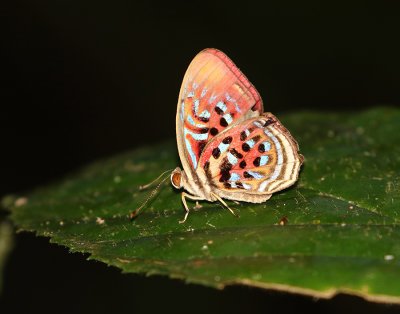Common Red Harlequin
