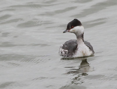 Slavonian Grebe