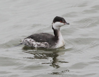 Slavonian Grebe