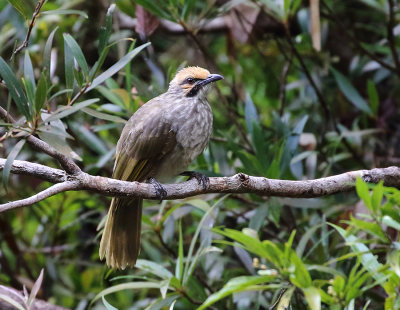 Straw-headed Bulbul