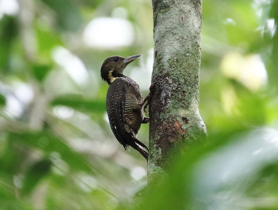 Buff-necked Woodpecker