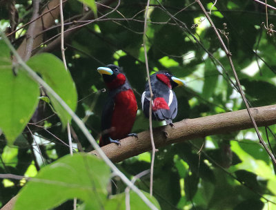 Black-and-red Broadbill