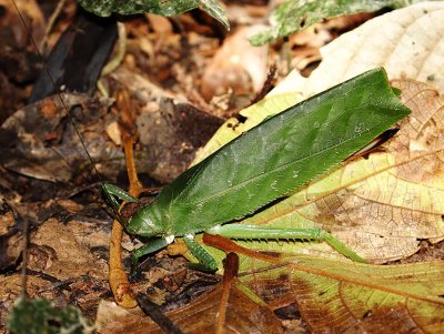 Orthoptera sp.