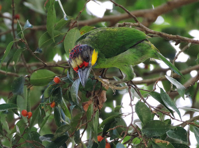 Golden-whiskered Barbet