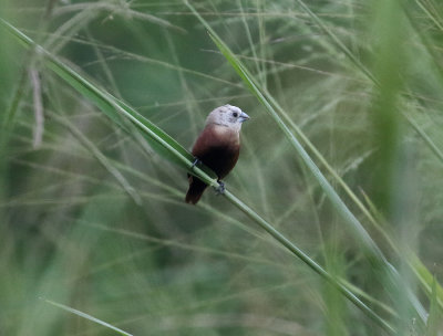 White-headed Munia