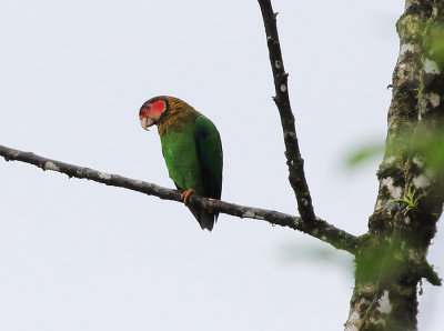 Rose-faced Parrot