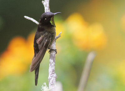 Black-backed Thornbill