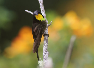 Black-backed Thornbill