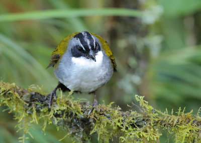 Grey-browed Brushfinch