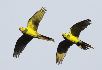 Yellow-eared Parrot