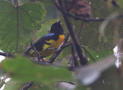 Black-and-gold Tanager