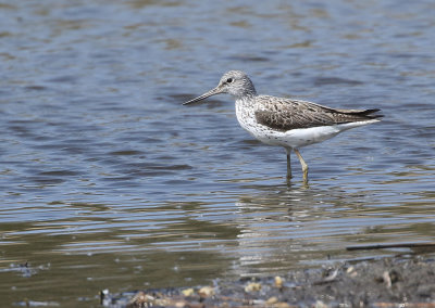 Greenshank