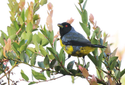 Hooded Mountain Tanager