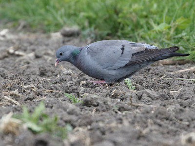 Stock Dove