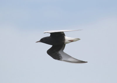 White-winged Tern