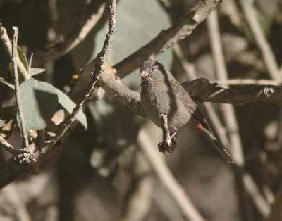 Plain-colored Seedeater 