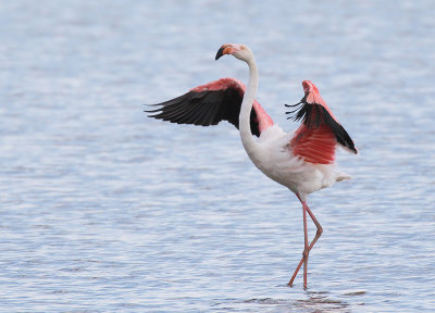Greater Flamingo (adult)