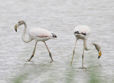 Greater Flamingo (2cy)