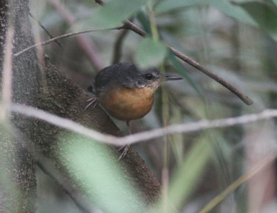 Yapacana Antbird