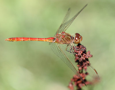 Southern Darter