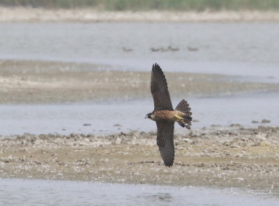 Peregrine Falcon (Immature)