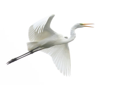Great Egret
