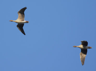 Pink-footed Goose