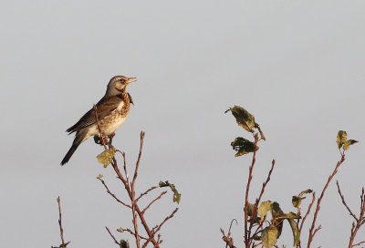 Fieldfare