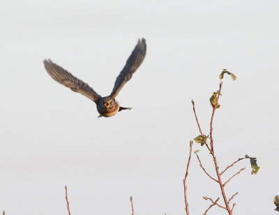 Fieldfare