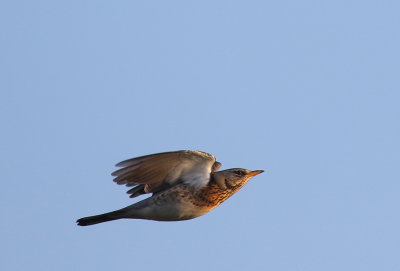 Fieldfare