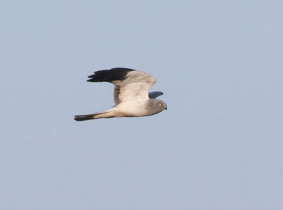 Hen Harrier