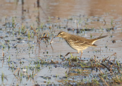 Water Pipit