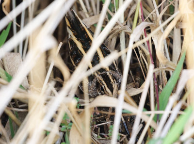 Jack Snipe