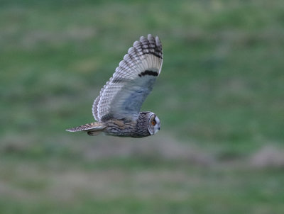 Long-eared Owl