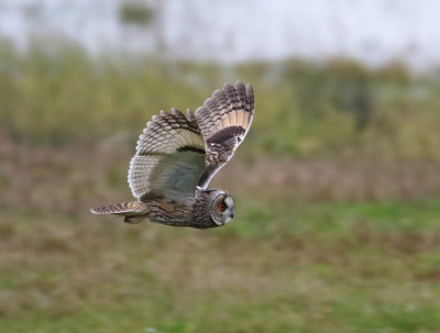 Long-eared Owl