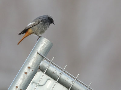 Black Redstart