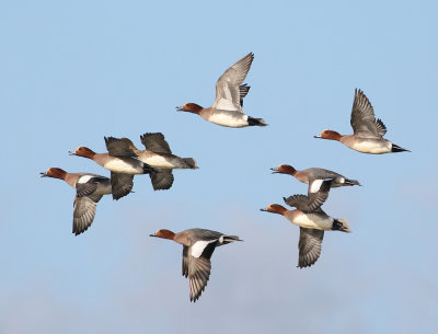 Eurasian Wigeon