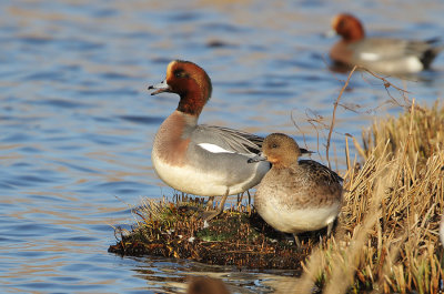 Eurasian Wigeon