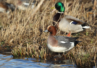Eurasian Wigeon