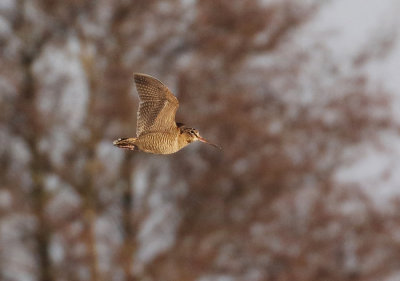 Woodcock