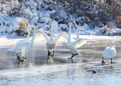Whooper Swan