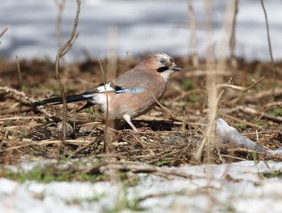  Eurasian Jay
