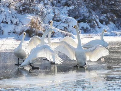 Whooper Swan