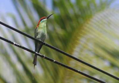 Rufous-crowned Bee-eater