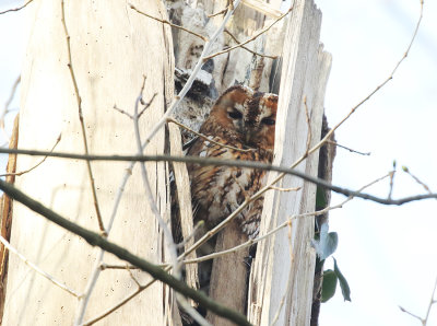 Tawny Owl