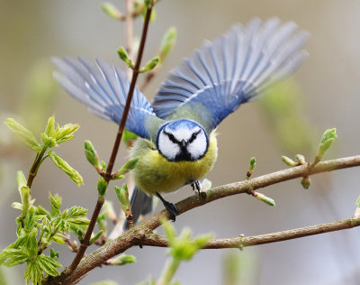 Blue Tit