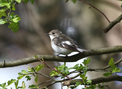 Pied Flycatcher