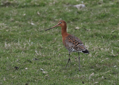 Black-tailed Godwit (Icelandic)